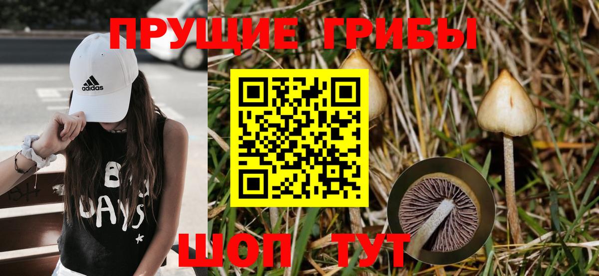 Галлюциногенные грибы Psilocybine cubensis Волхов
